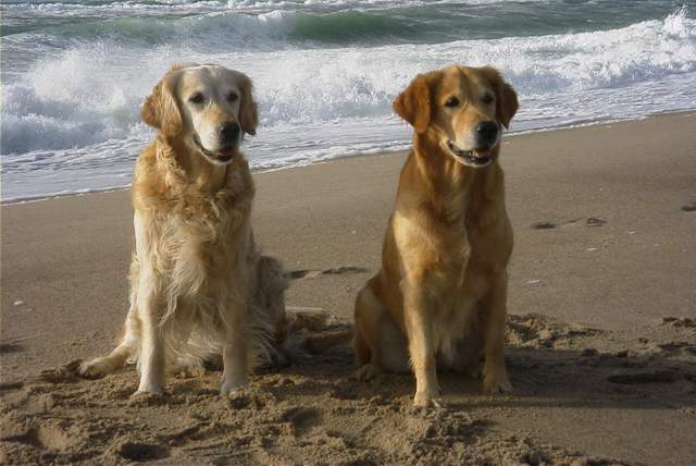 Kaja und Vesta am Strand